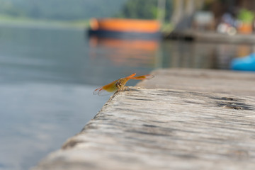 Amazing Flame Skimmer Orange Dragonfly Macro Photography. Beautiful Golden wing skimmer or darter or meadowhawks of the Libellulidae family.
