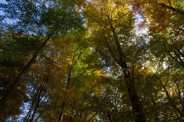 Herbst, Wald, Naherholung, Natur im Wandel