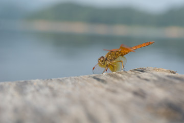 Amazing Flame Skimmer Orange Dragonfly Macro Photography. Beautiful Golden wing skimmer or darter or meadowhawks of the Libellulidae family.