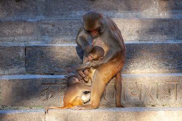 Monkey at the Swayambhunath temple or monkey temple in Kathmandu, Nepal © Arthur