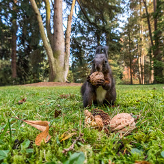 Eichhörnchen beim Fressen