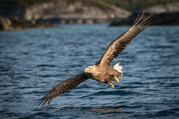 The White-tailed Eagle, Haliaeetus albicilla just has caught a fish from water, colorful environment of wildness. Also known as the Ern, Erne, Gray Eagle, Eurasian Sea Eagle. Nice summer background.