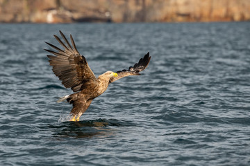 The White-tailed Eagle, Haliaeetus albicilla just has caught a fish from water, colorful environment of wildness. Also known as the Ern, Erne, Gray Eagle, Eurasian Sea Eagle. Nice summer background.