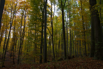 Herbst, Wald, Naherholung, Natur im Wandel