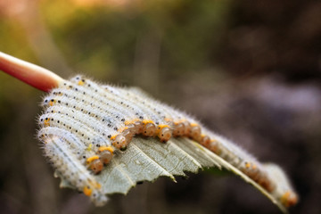 A group of larvae on leaf. Caterpillars. Together in one leaf. Macro