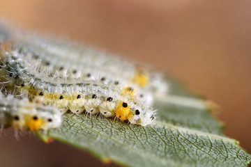 A group of larvae on leaf. Caterpillars. Together in one leaf. Macro