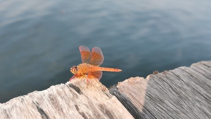 Amazing Flame Skimmer Orange Dragonfly Macro Photography. Beautiful Golden wing skimmer or darter or meadowhawks of the Libellulidae family.