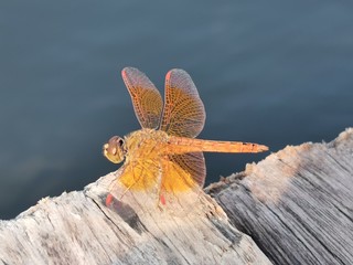 Amazing Flame Skimmer Orange Dragonfly Macro Photography. Beautiful Golden wing skimmer or darter or meadowhawks of the Libellulidae family.
