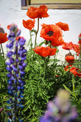 Obraz premium Poppies