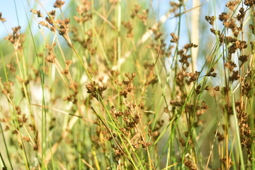 Dry brown flowers with green grass. Beautiful background.