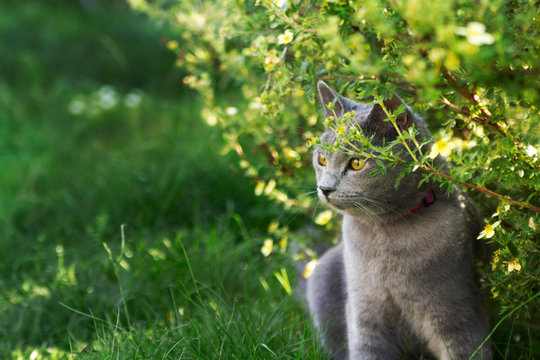Chartreux in the garden
