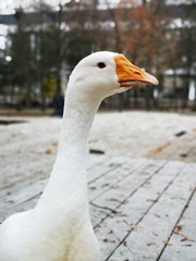 portrait of  domestic goose