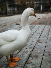 white goose on the walk