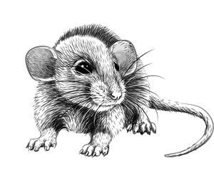  Mouse. Hand-drawn, graphic, black and white sketch portrait of a mouse on a white background.