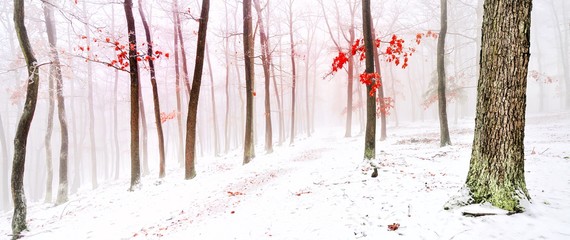 Snowy forest covered with glaze ice and rime. Fog,oak trees, red leafs, woodland, winter landscape. Can be used as panoramic christmas image. Czech republic,Europe.  .