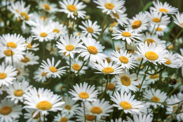 White camomile in the forest