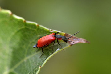 Close up Black-Headed Cardinal Beetle. Pyrochroa coccinea.