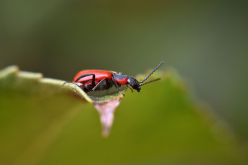 Fototapeta premium Close up Black-Headed Cardinal Beetle. Pyrochroa coccinea.