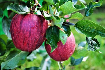 Zwei rote Äpfel vor Ernte in Südtirol, Italien