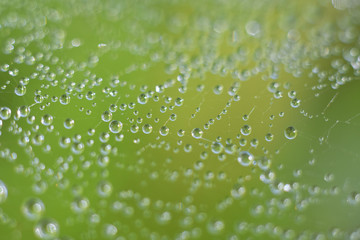 Large and small drops of water on cobweb. Abstract background.