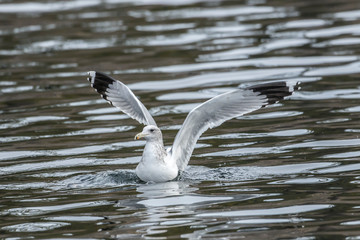 Seagull flaps its wings on the water.