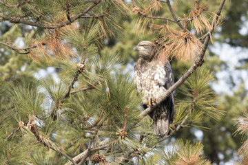 Immature bald eagle perched on a branch.