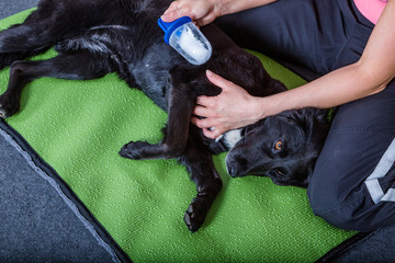 Kältebehandlung eines Hundes am Gelenk
