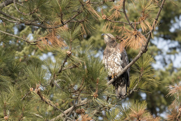 Young bald eagle perched on a branch.