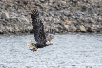 Eagle flies off with fish.