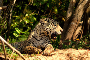 Jaguar in Pantanal