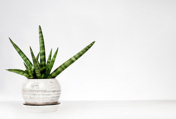 Potted Sansevieria cylindrica var. patula (Boncel) on a white wall background