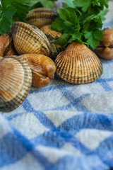 Top view of raw cockles with parsley branches on white and blue kitchen cloth with copy space