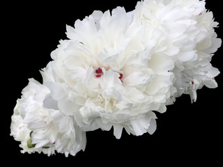 big white peony isolated on black background