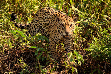 Jaguar in Pantanal