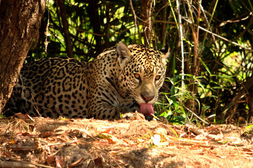 Jaguar in Pantanal
