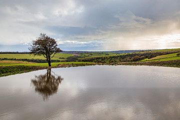Fototapeta na wymiar A tree and its reflection in a dew pond, on Ditchling Beacon in Sussex