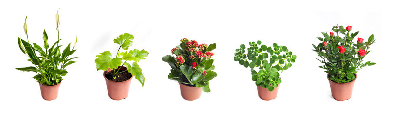 Collection of houseplants in flower pots isolated on white background © tynza