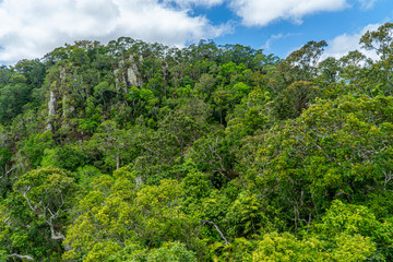 The Australian rainforest in the north of Australia near Cairns with green mountains and blue skies are white clouds