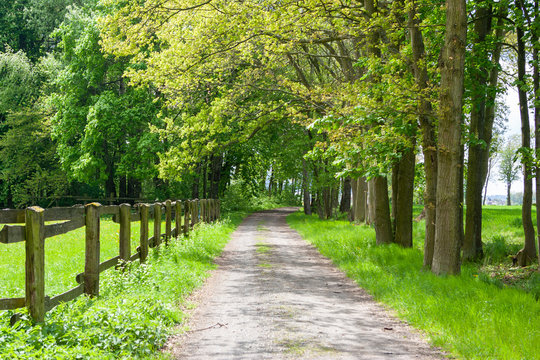sattes Gr&uuml;n am Feldweg auf dem Land