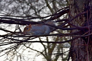 Squirrel in St James's Park