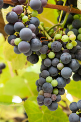 schöne Weinrebe mit dunklen Trauben