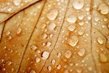 rain drops on the brown tree leaves in autumn season, autumn colors