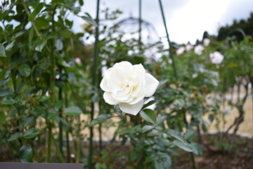 バラの花