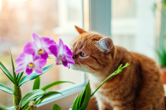 Ginger cat smelling dendrobium orchid walking on window sill at home. Curious pet