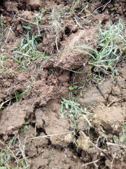 Clay and grass