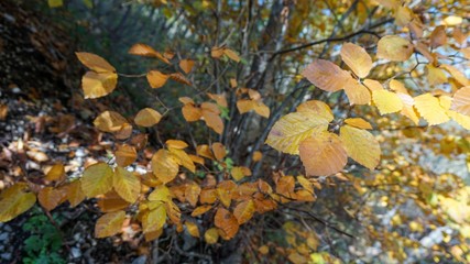 autumn leaves background