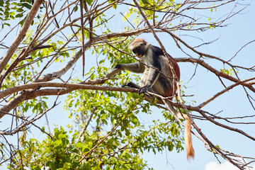 Monkey red colobus on the branch