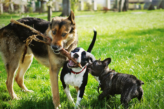 Three friendly happy playing dogs in summer park. German shepherd, american staffordshire terrier and french bulldog holding one stick. Different dog breeds have fun together.