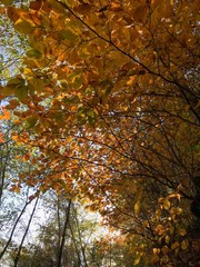 yellow tree in autumn