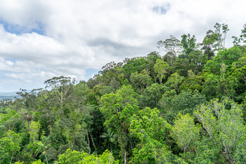 Fototapeta na wymiar The Australian rainforest in the north of Australia near Cairns with green mountains and blue skies are white clouds
